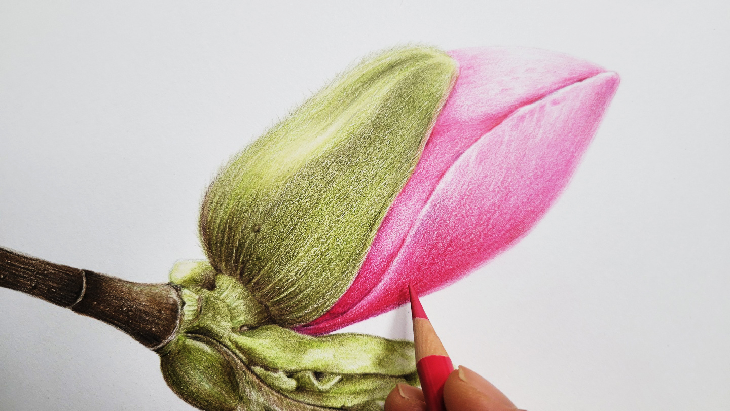 Drawing Flowers Colored Pencils | Best Flower Site